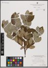 Foto von Salix caprea L.